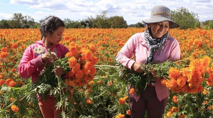 Floricultores mexicanos 