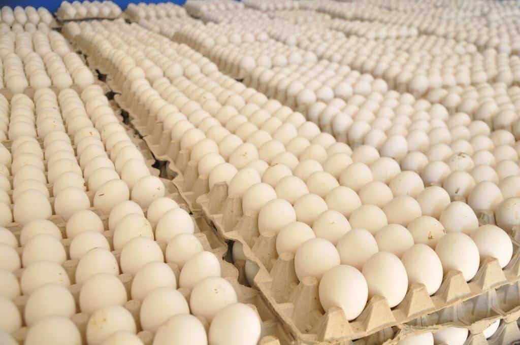 El Gobierno anuncia un aumento en la producción de huevos