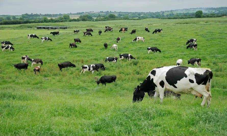 Productores se benefician del “Proyecto Ganadería Climáticamente Inteligente