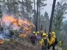 Plantan árboles en área del Parque Nacional José del Carmen Ramírez afectada por incendio