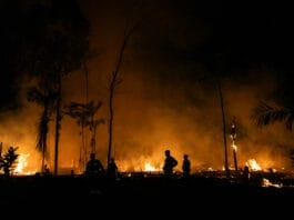 Impacto de los incendios en la amazonía Brasileña: Desafío ambiental urgente