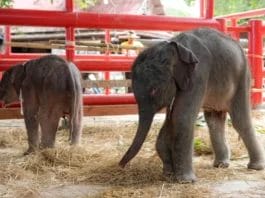 Elefanta da a luz gemelos de distinto sexo en raro caso en Tailandia