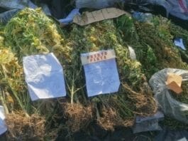 Procuraduría incinera cargamento de 491 kg de drogas