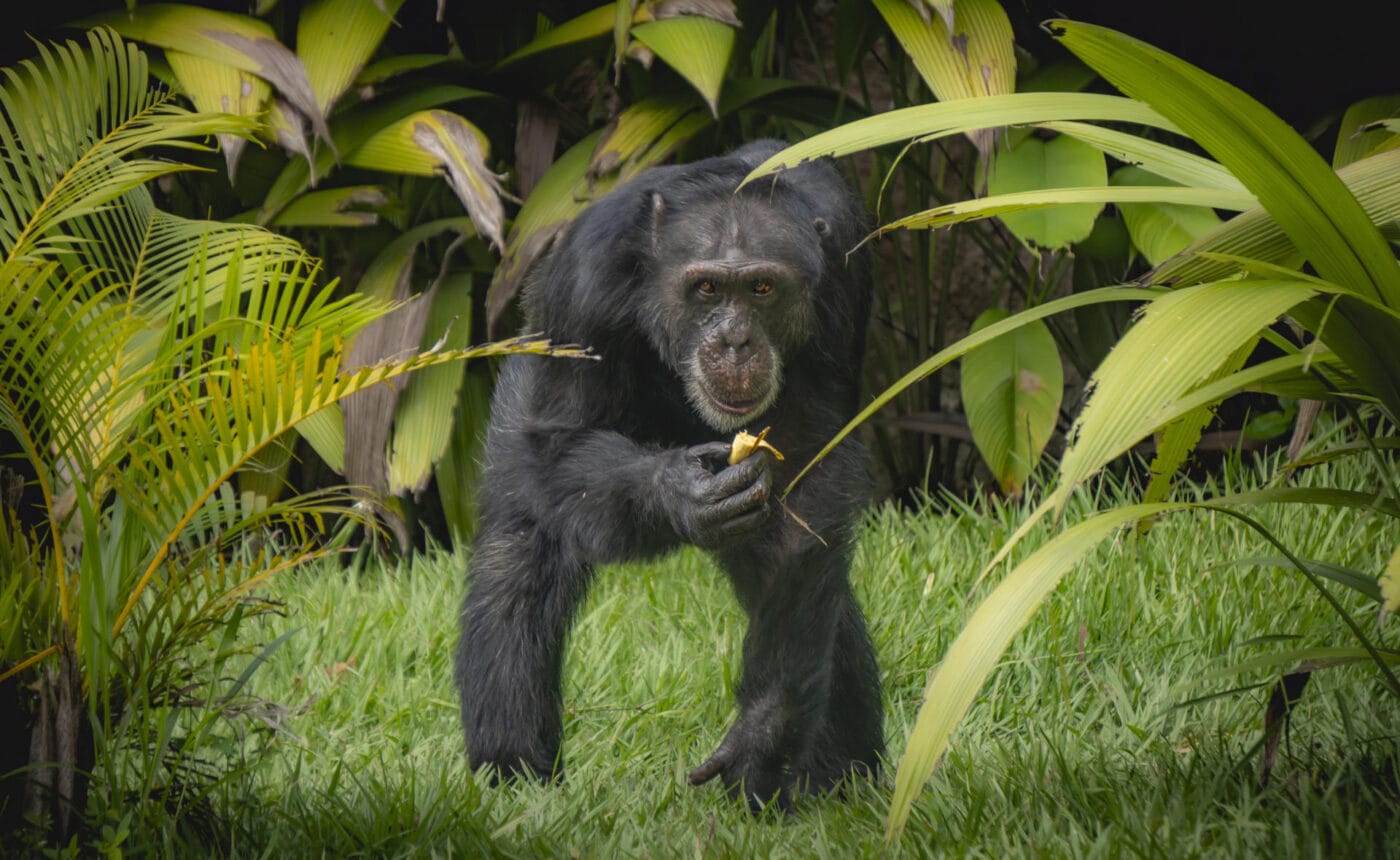 Trasladan a Brasil al último chimpancé que había bajo el cuidado humano en Colombia
